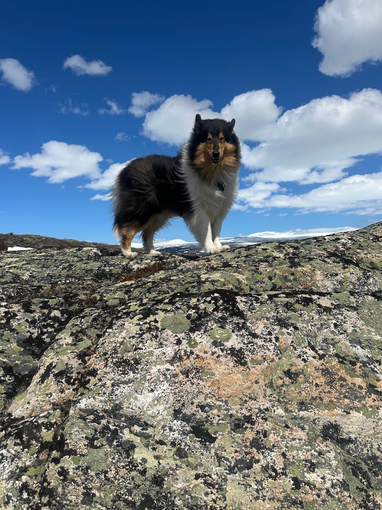 Collie langhåret