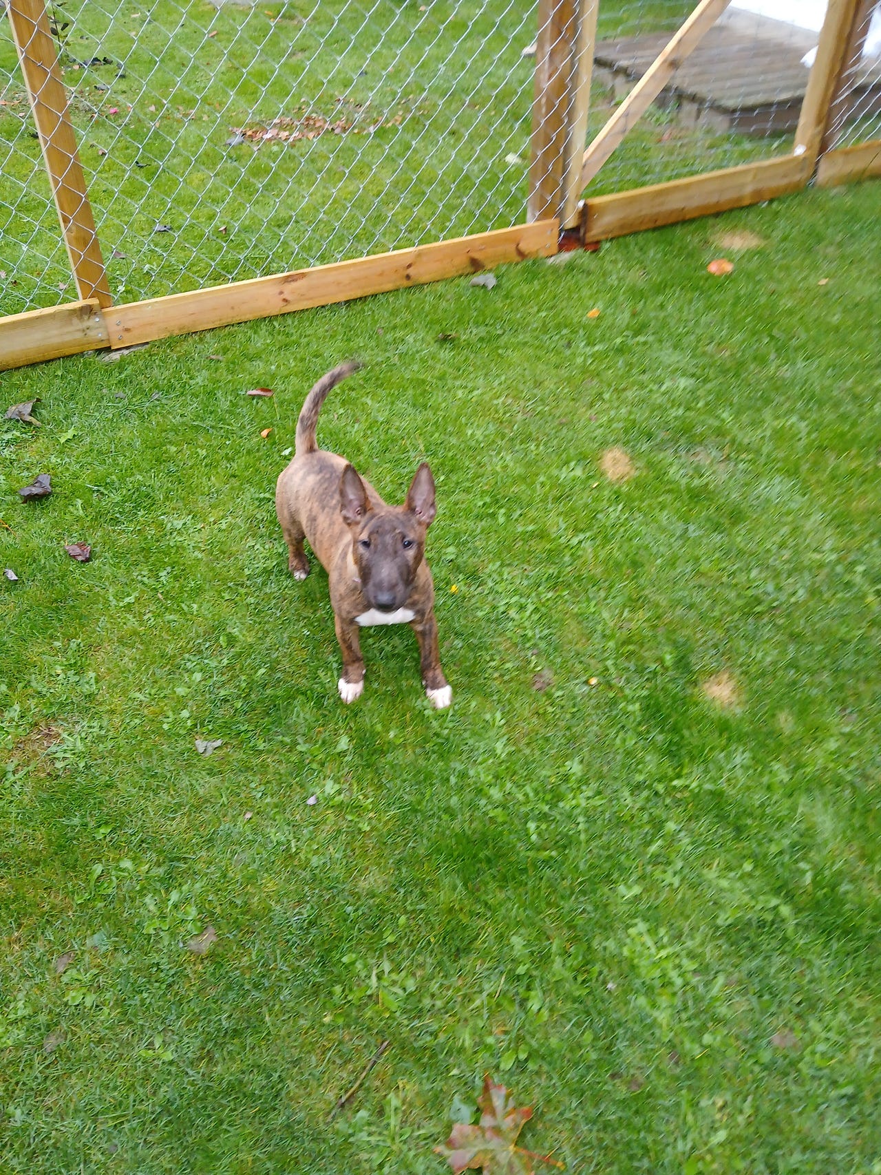 Miniature bull terrier