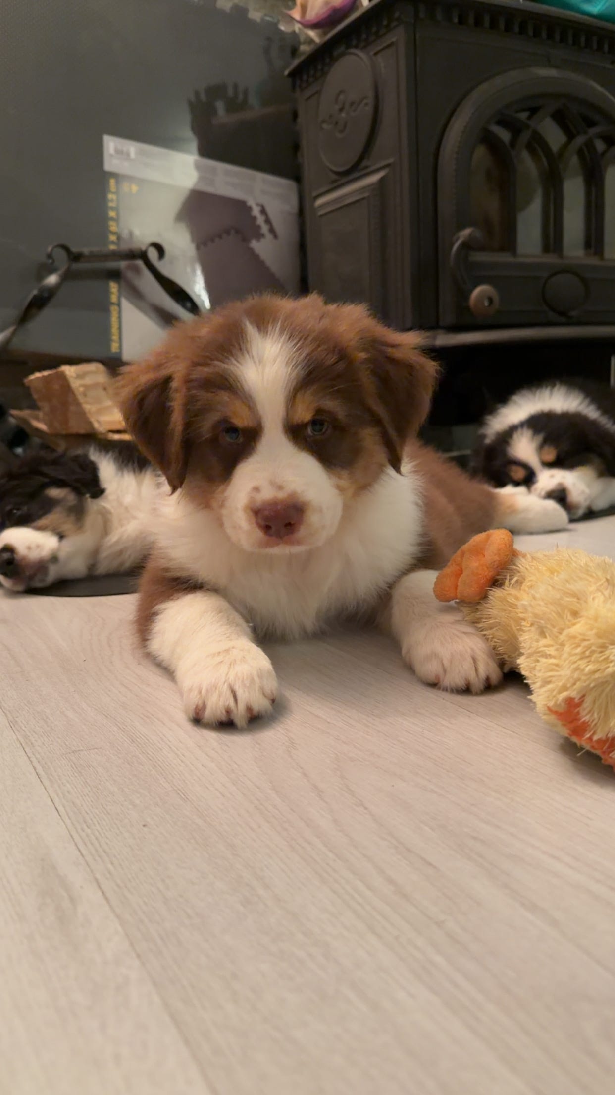Australian shepherd