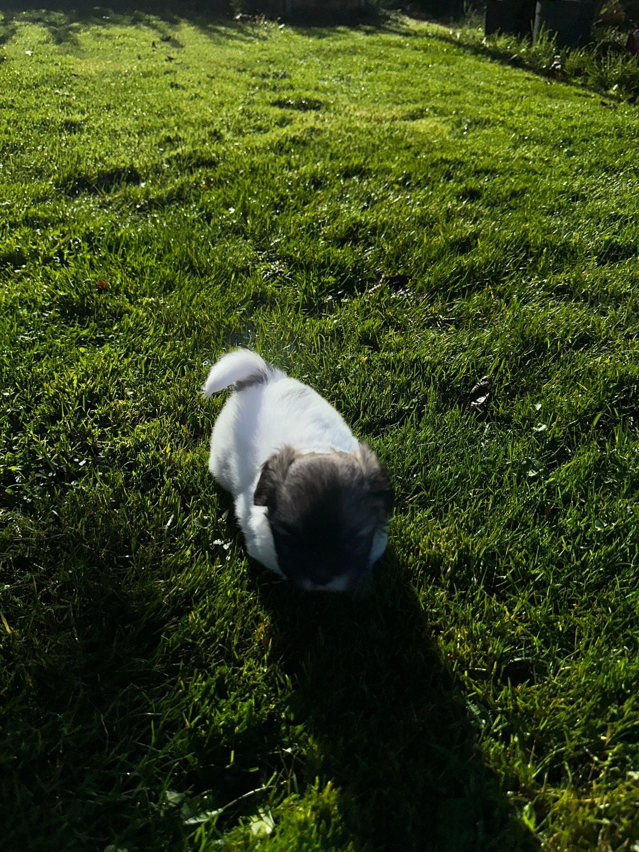 Tibetansk spaniel