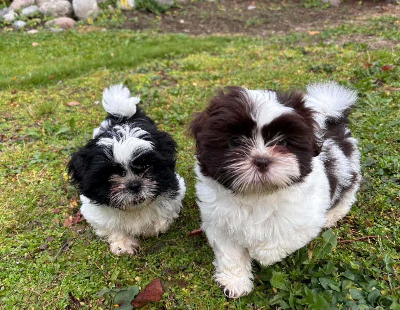 Shih tzu
