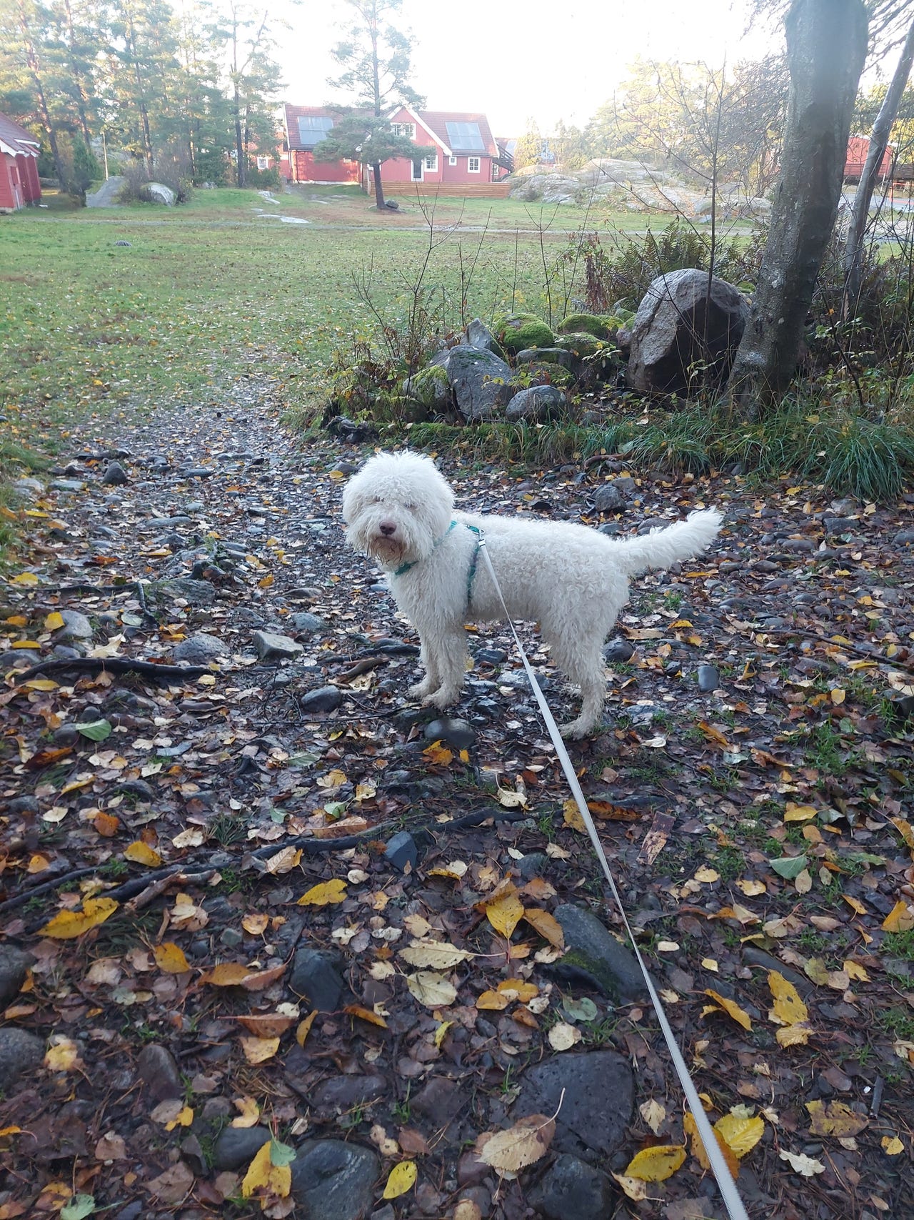 Lagotto romagnolo