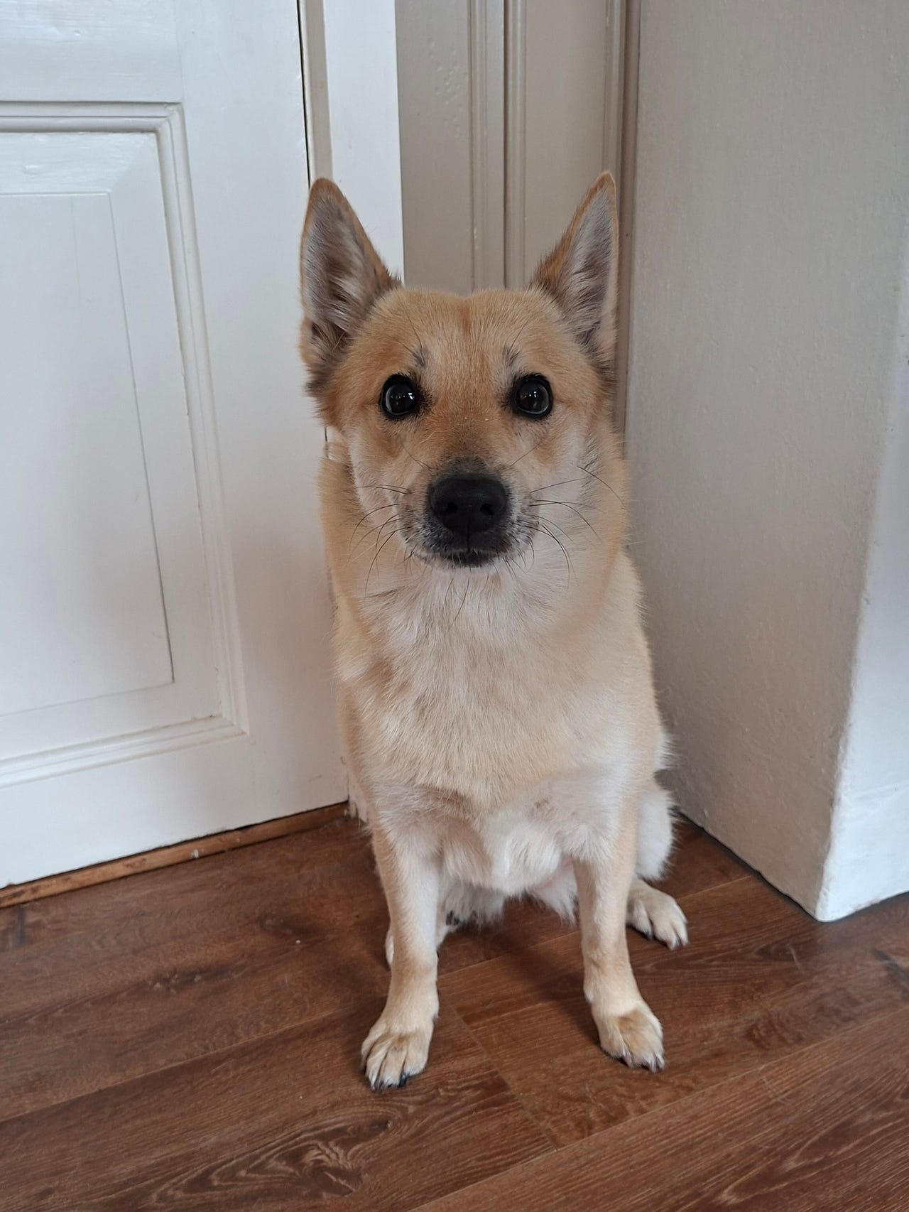 Norsk buhund