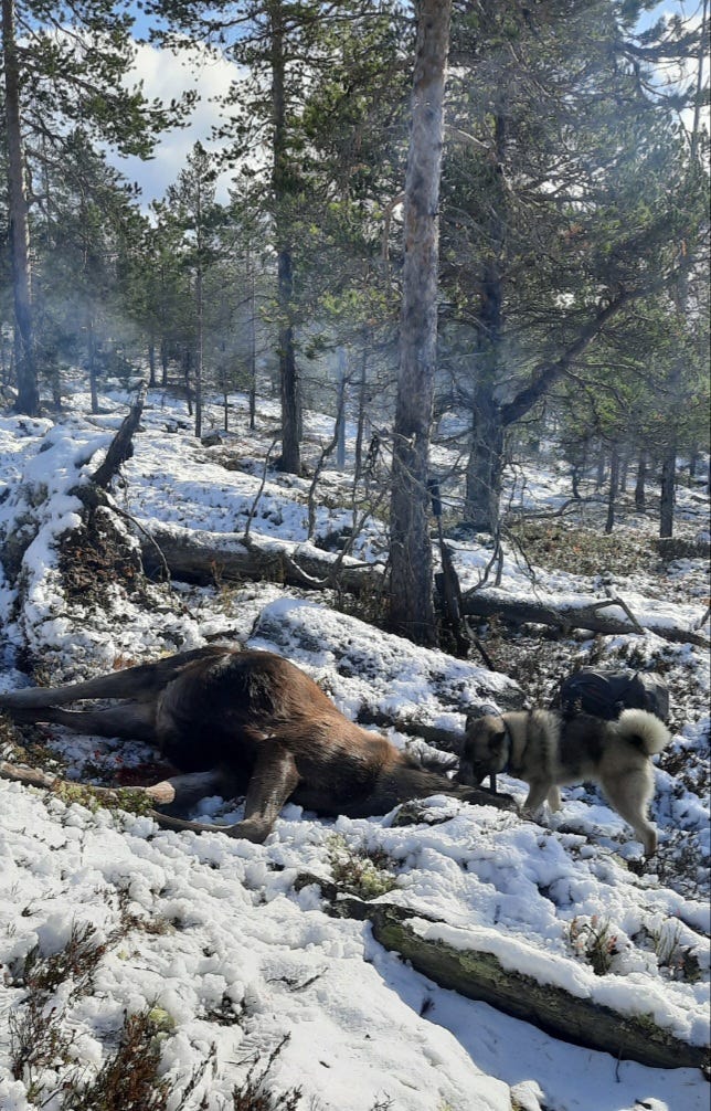 Norsk elghund grå