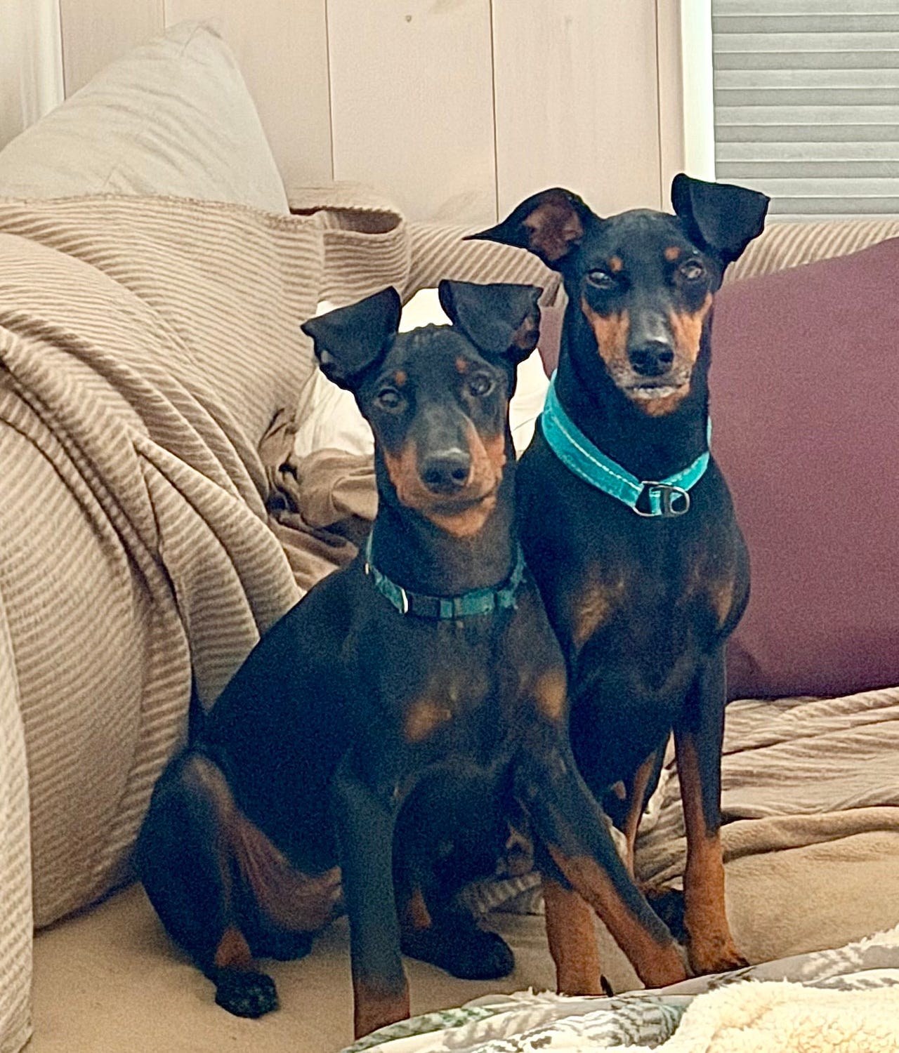 Manchester terrier