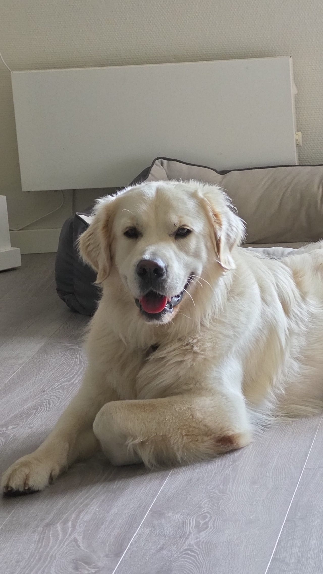 Golden retriever