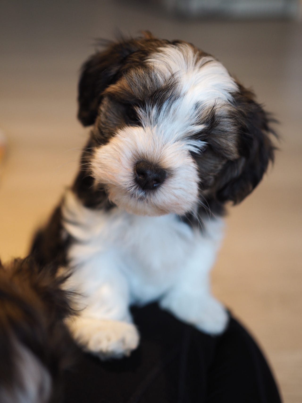 Bichon havanais