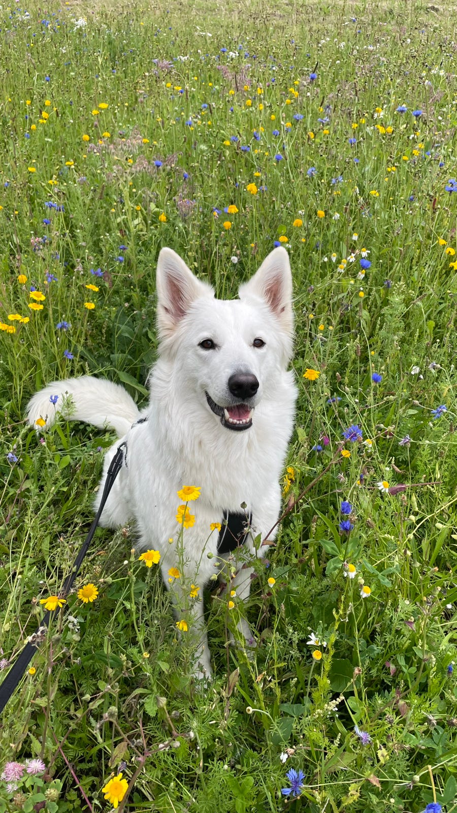 Hvit gjeterhund