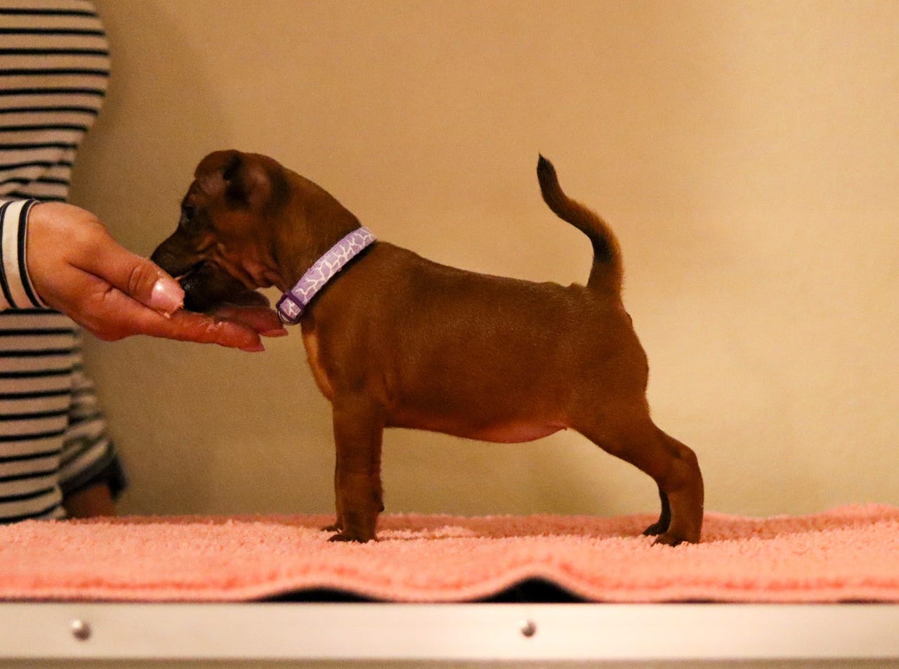 Dvergpinscher