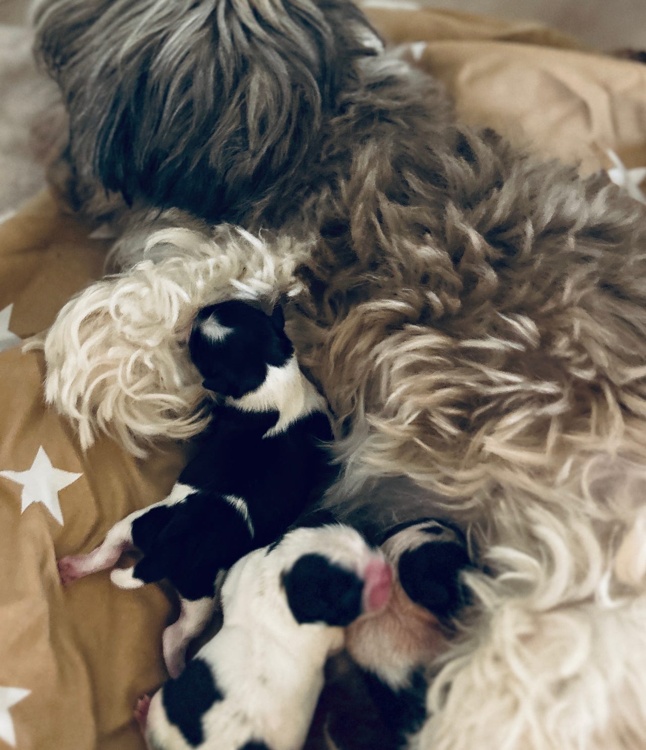 Shih tzu