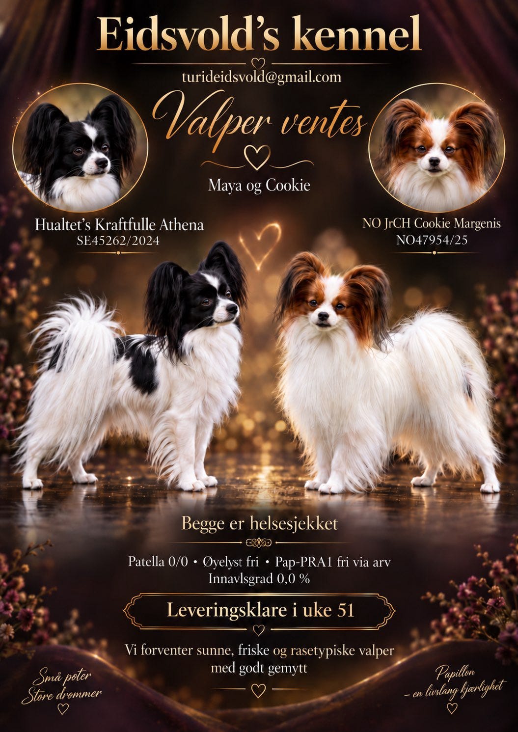 Papillon