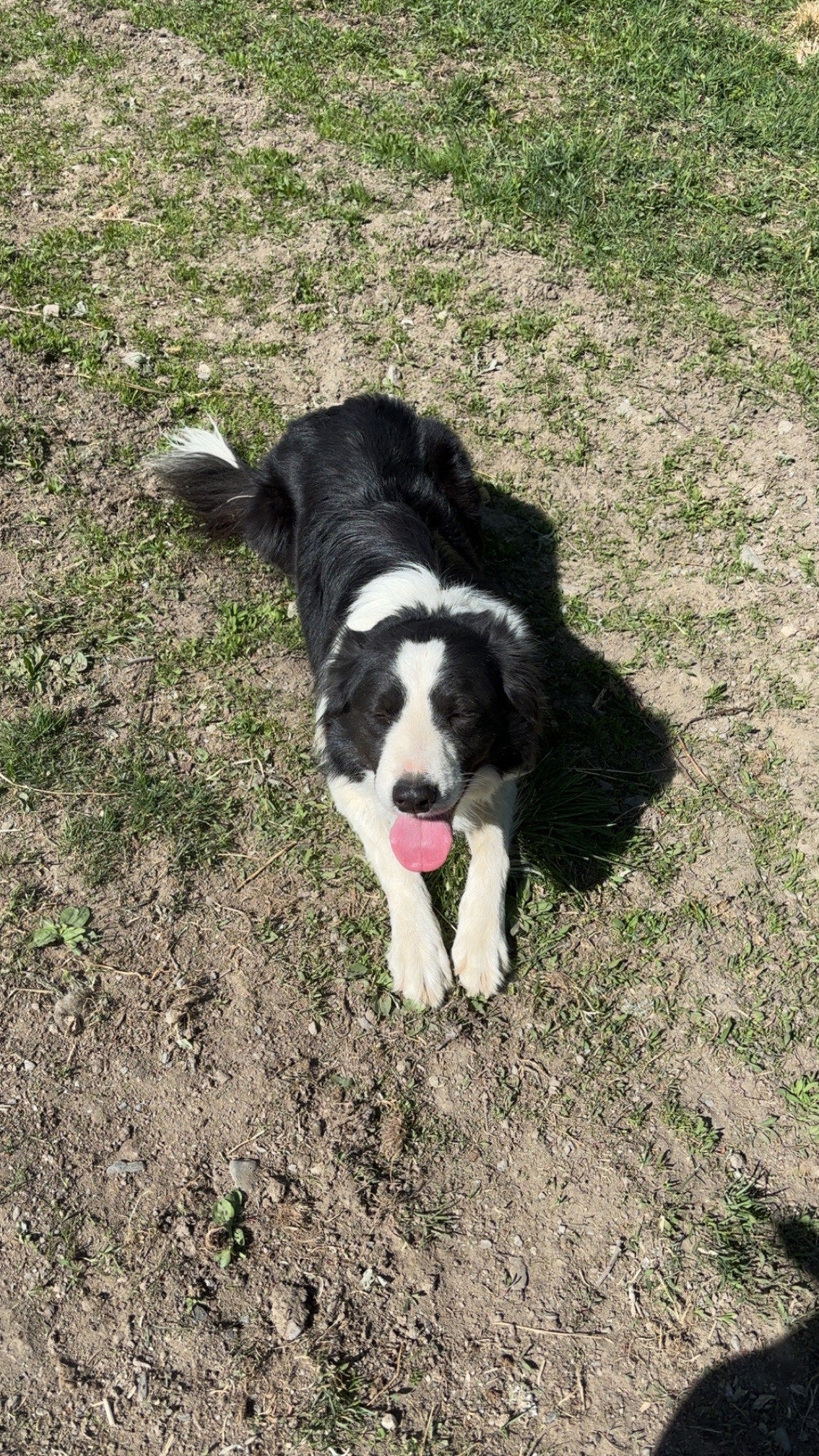 Border collie