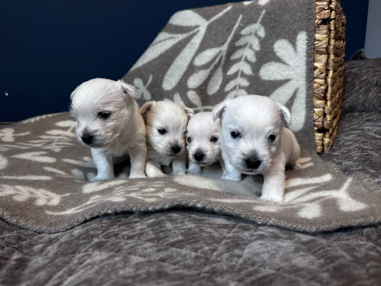 West highland white terrier