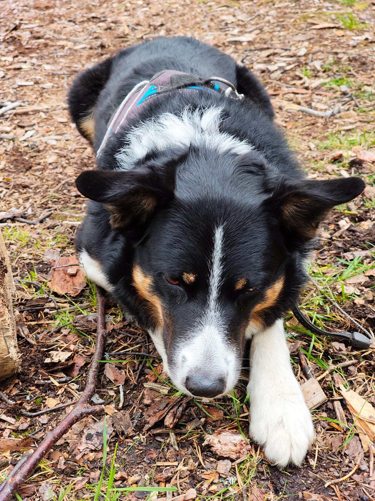 Border collie