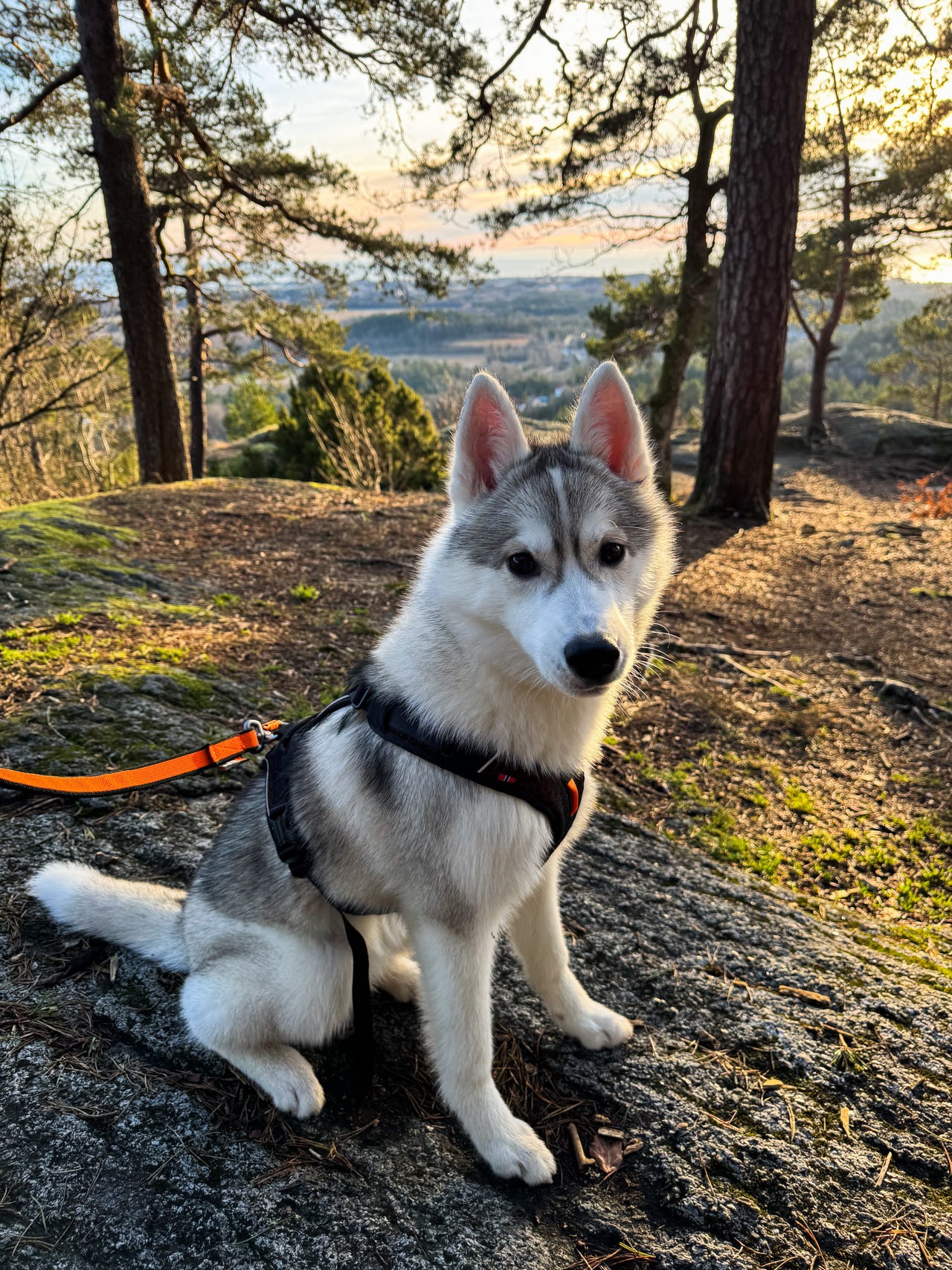 Siberian husky