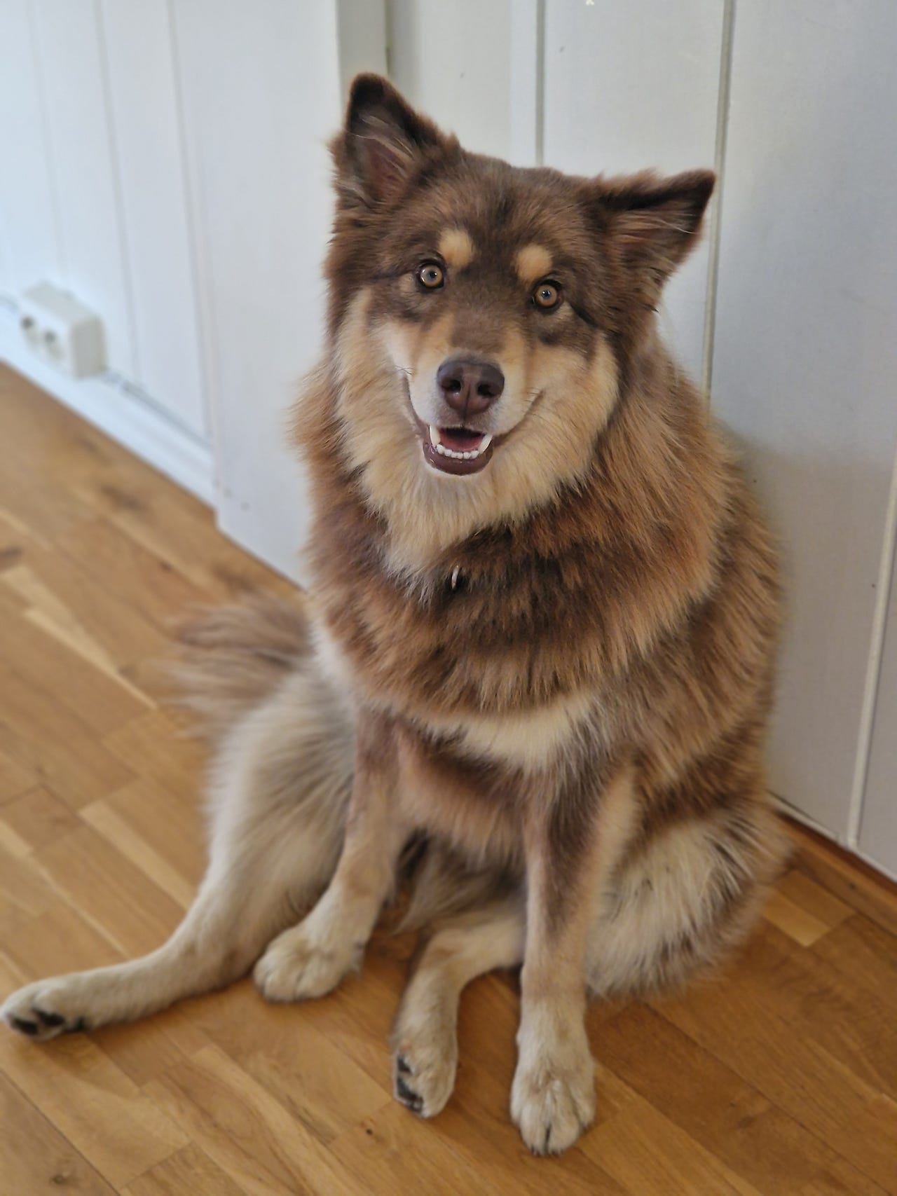 Finsk lapphund