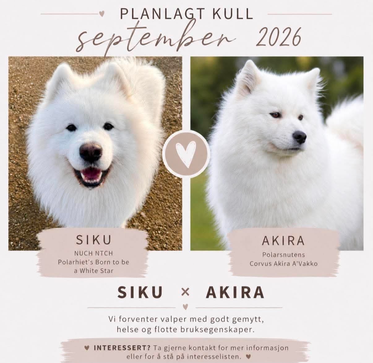 Samojedhund