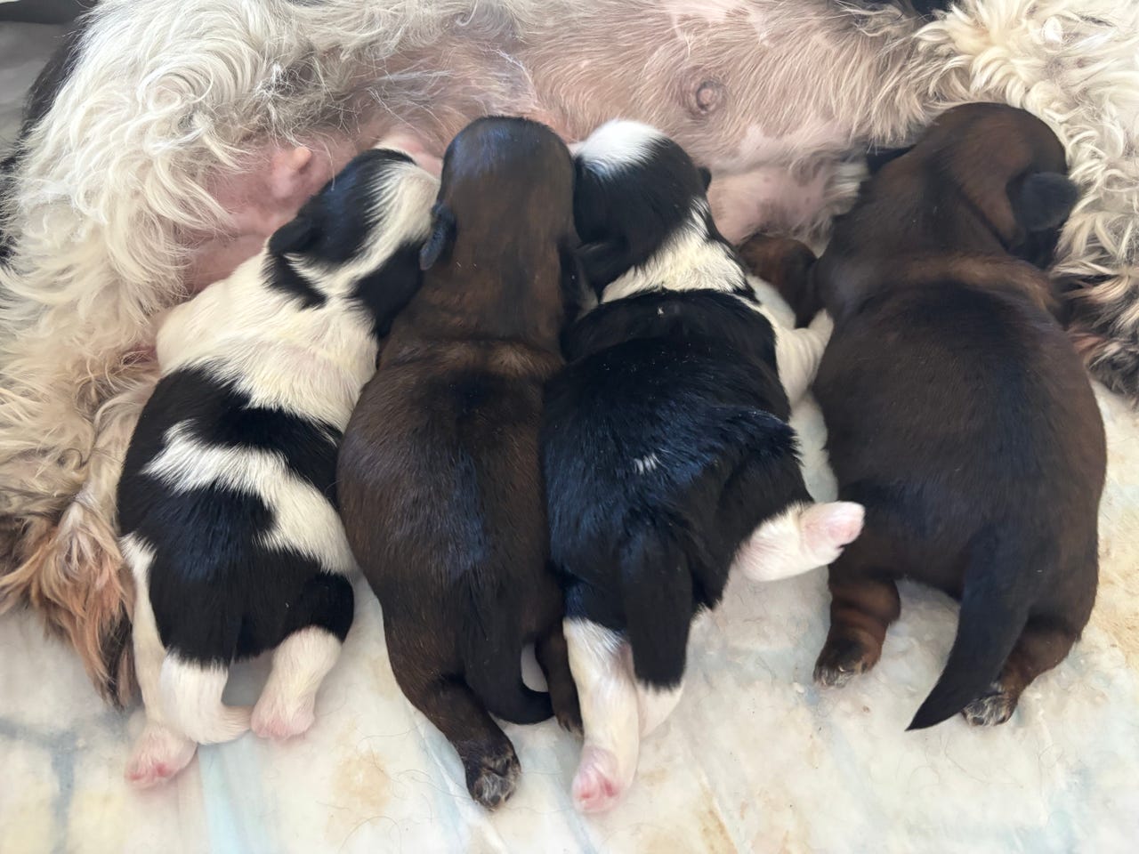 Shih tzu