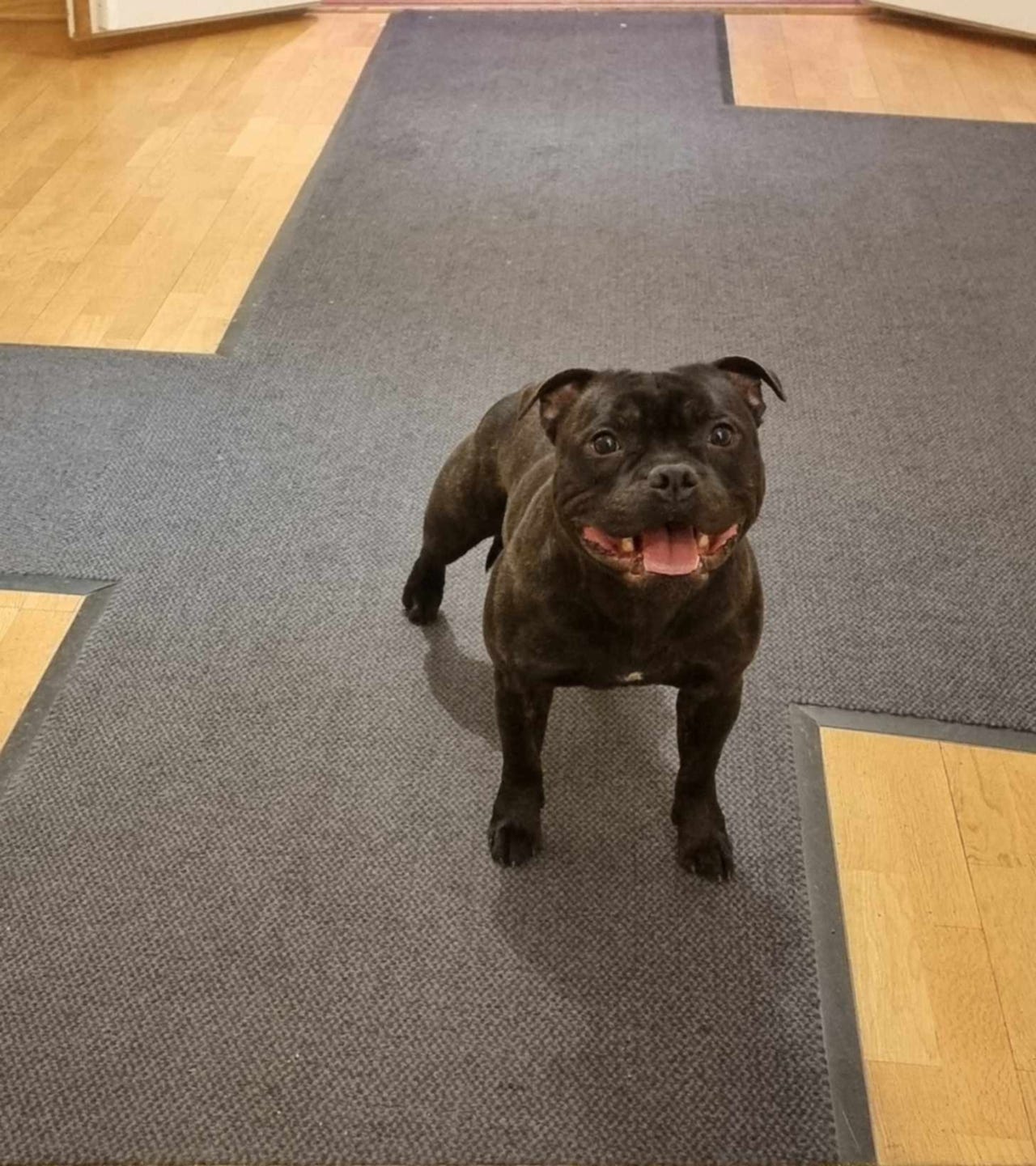 Staffordshire bull terrier