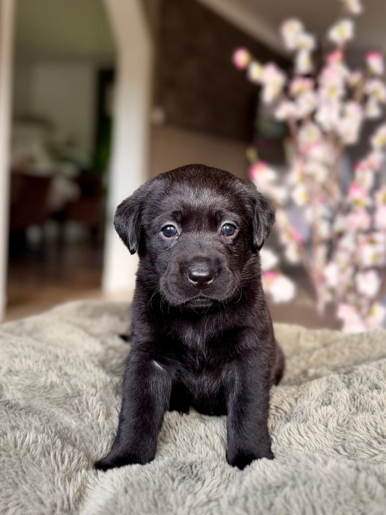 Labrador retriever