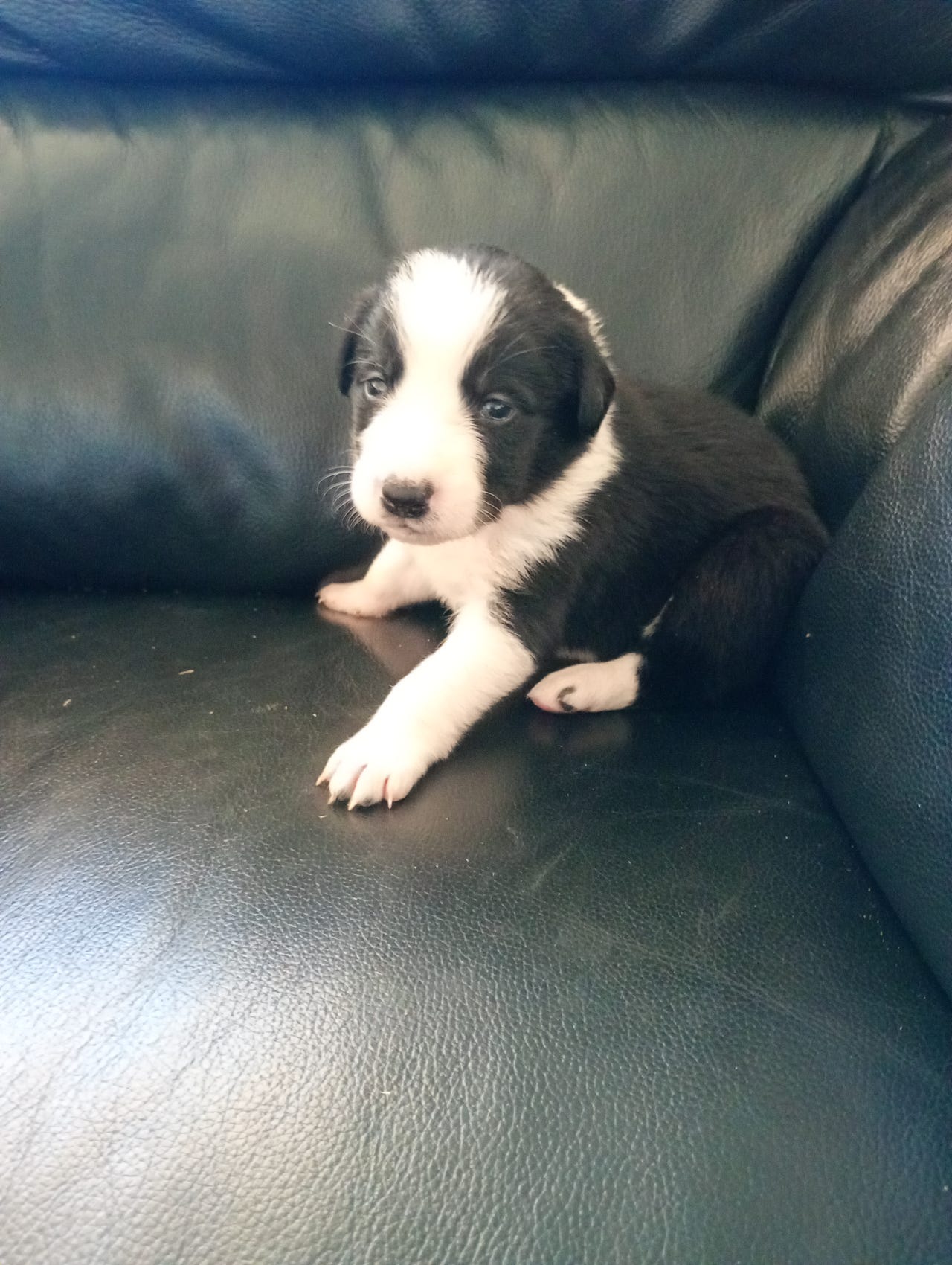 Border collie