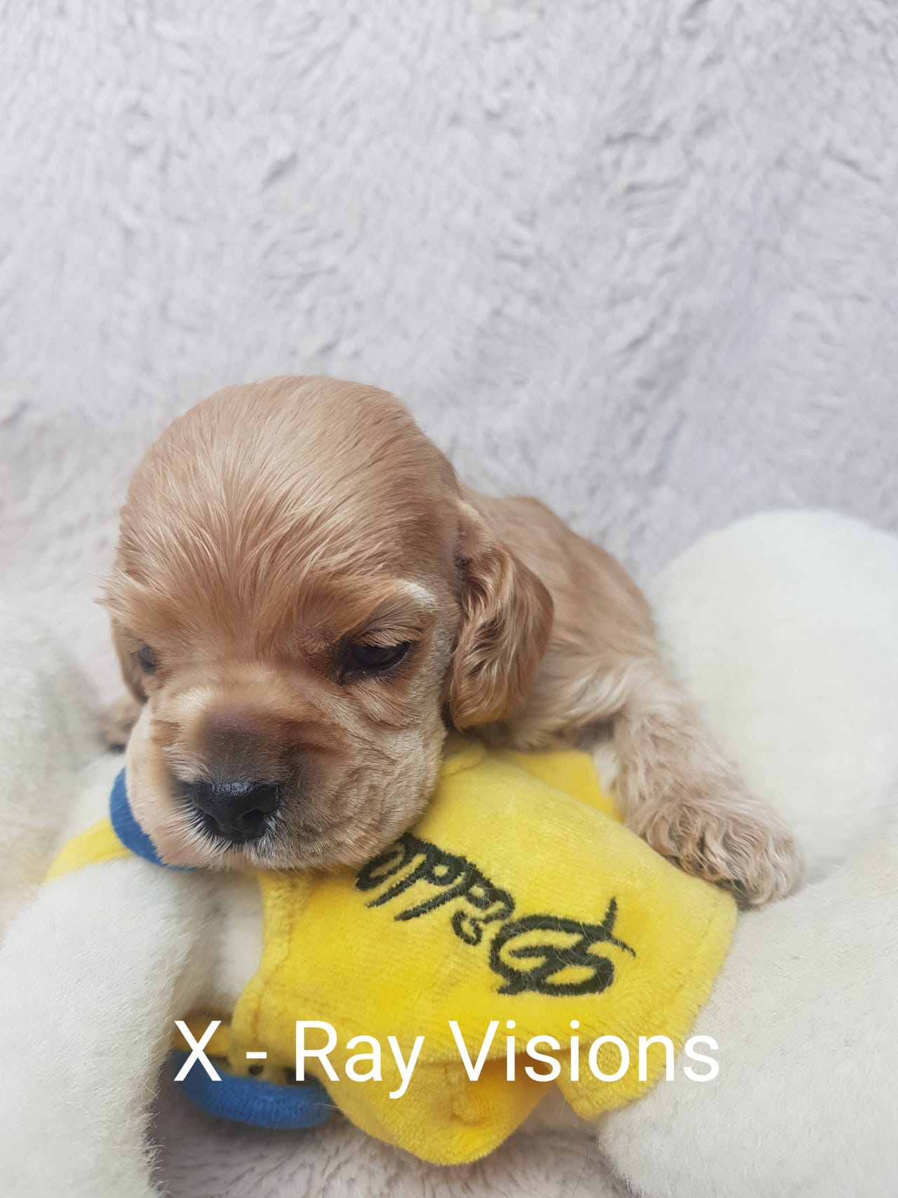 Amerikansk cocker spaniel