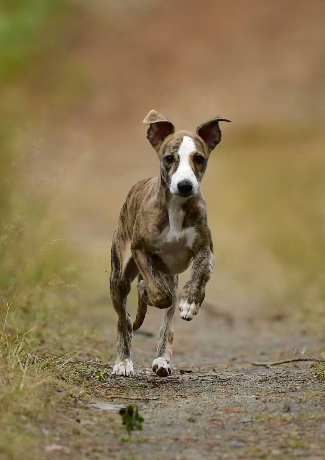 Whippet