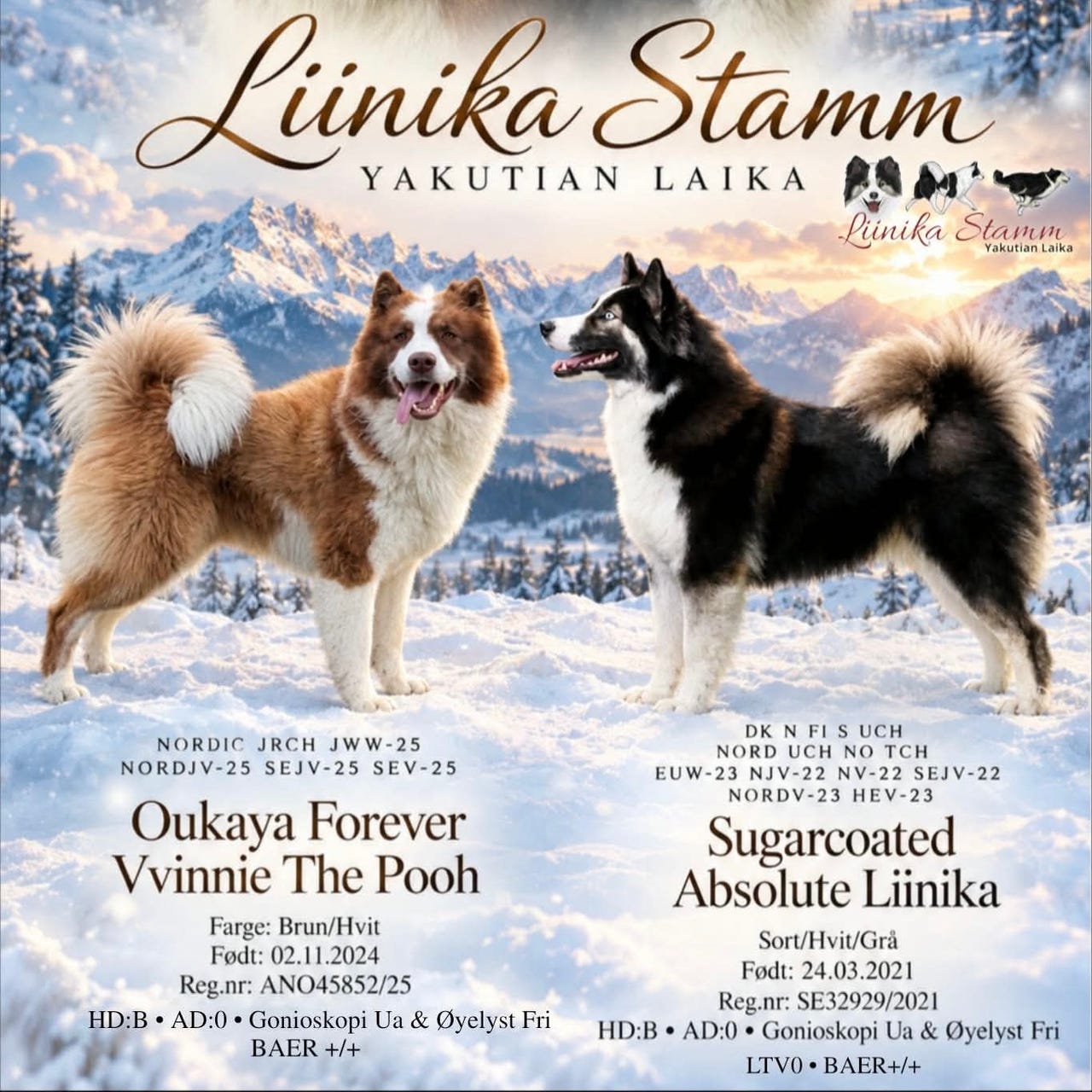 Yakutian laika