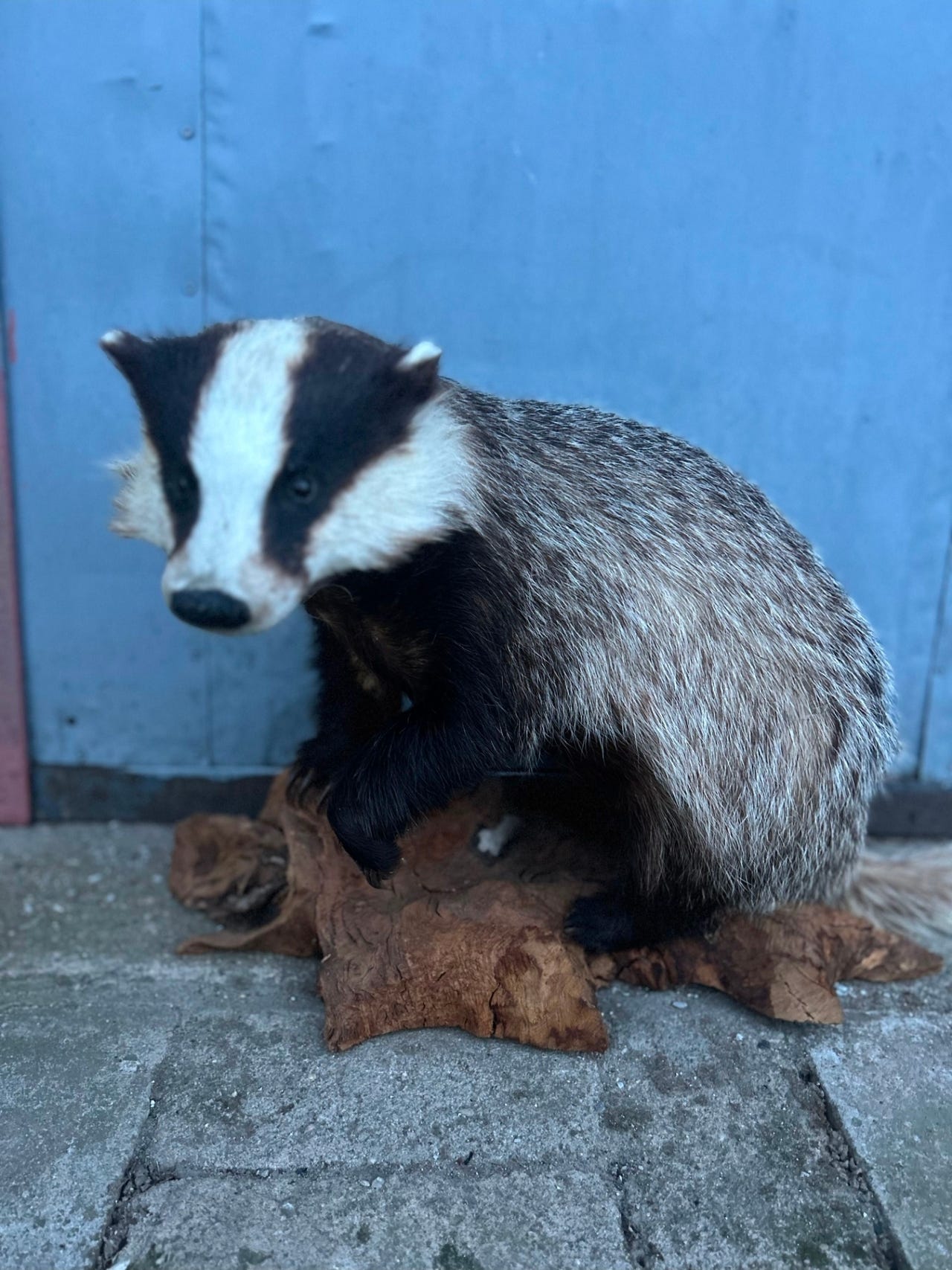 Utstoppet grevling på naturrot – meget fin | FINN-torget
