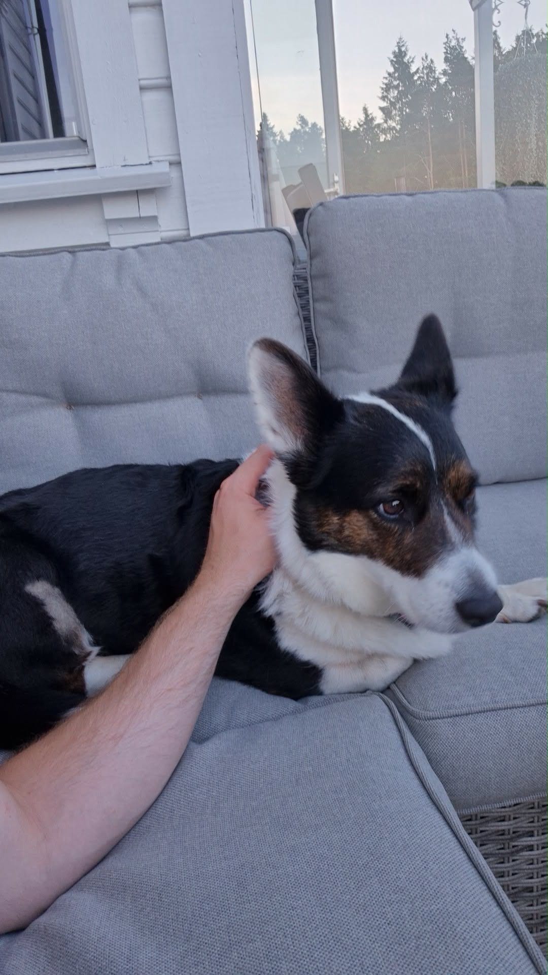 Welsh Corgi Cardigan tispe omplasseres | FINN-torget