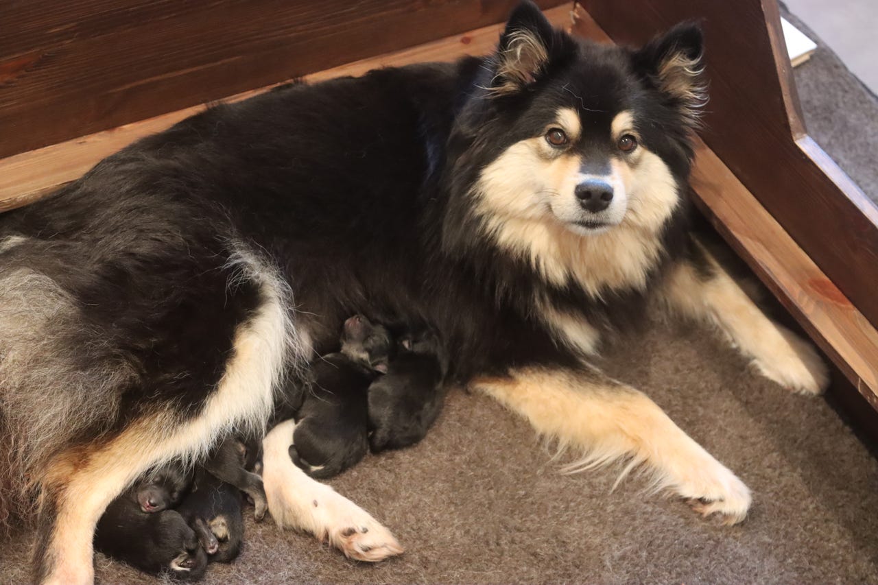 Finsk lapphund