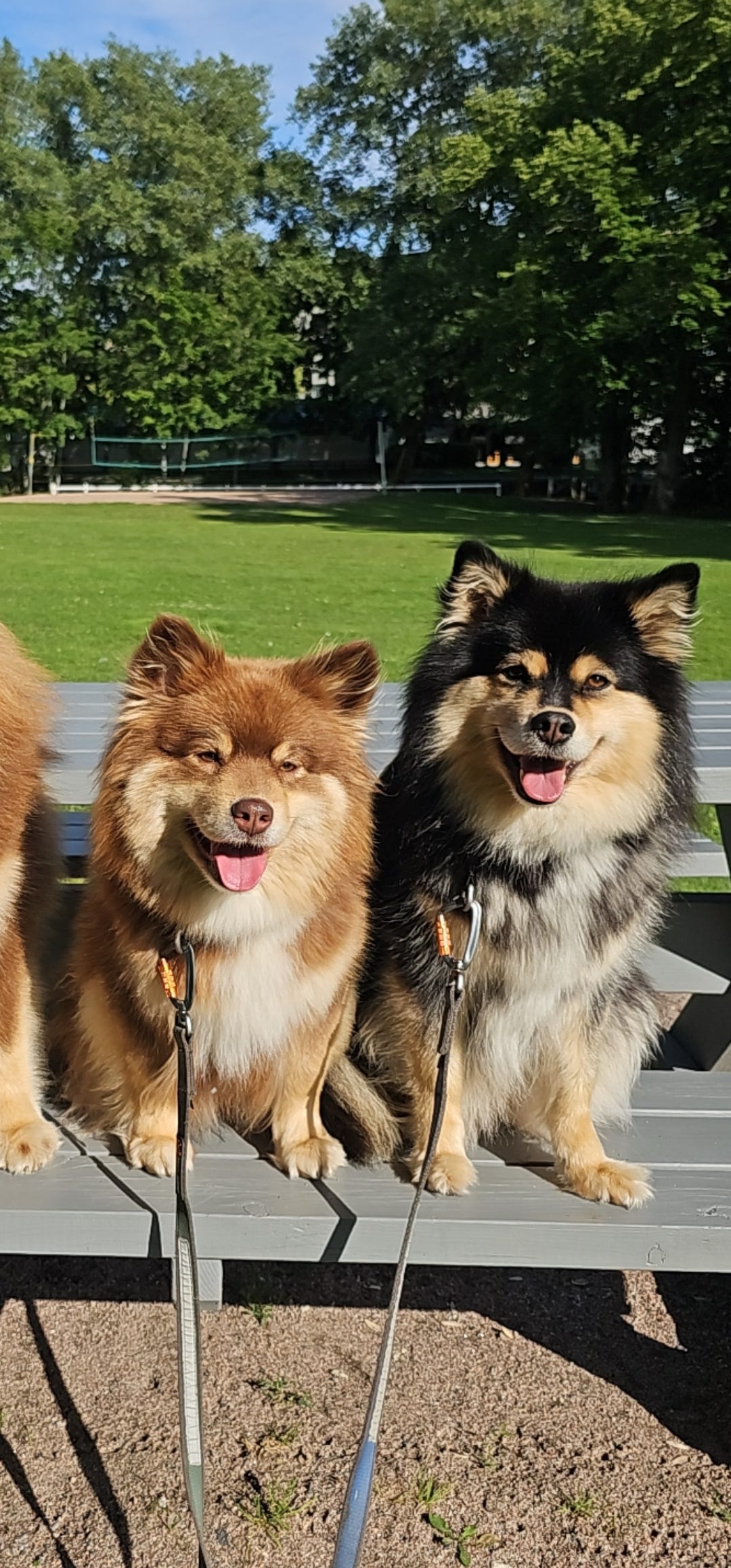 Finsk lapphund