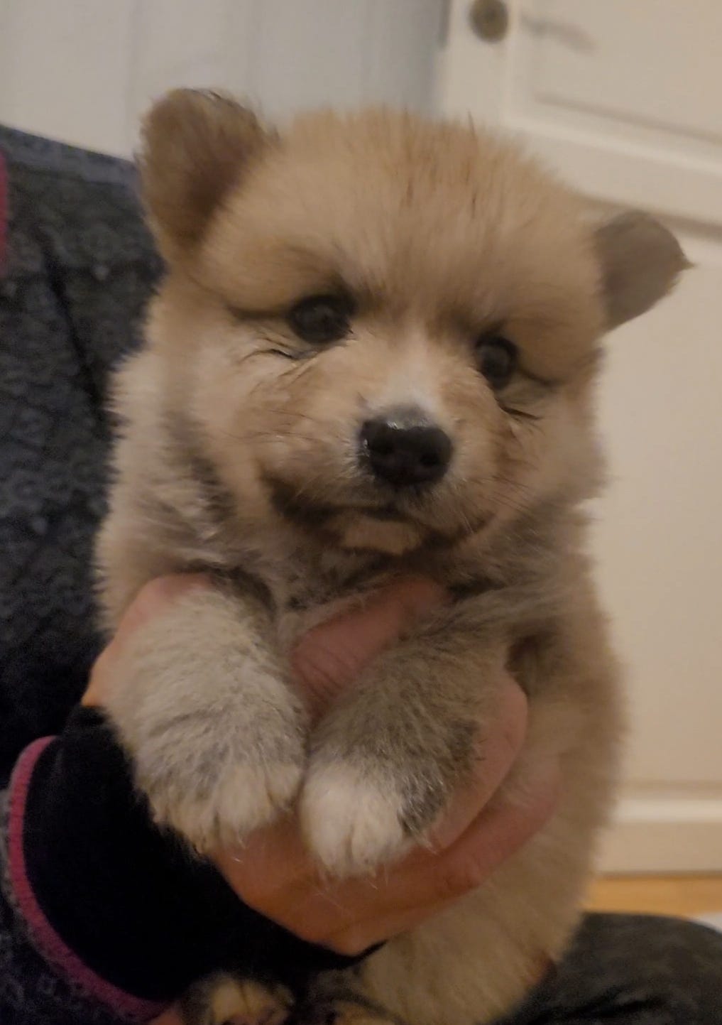 Finsk lapphund
