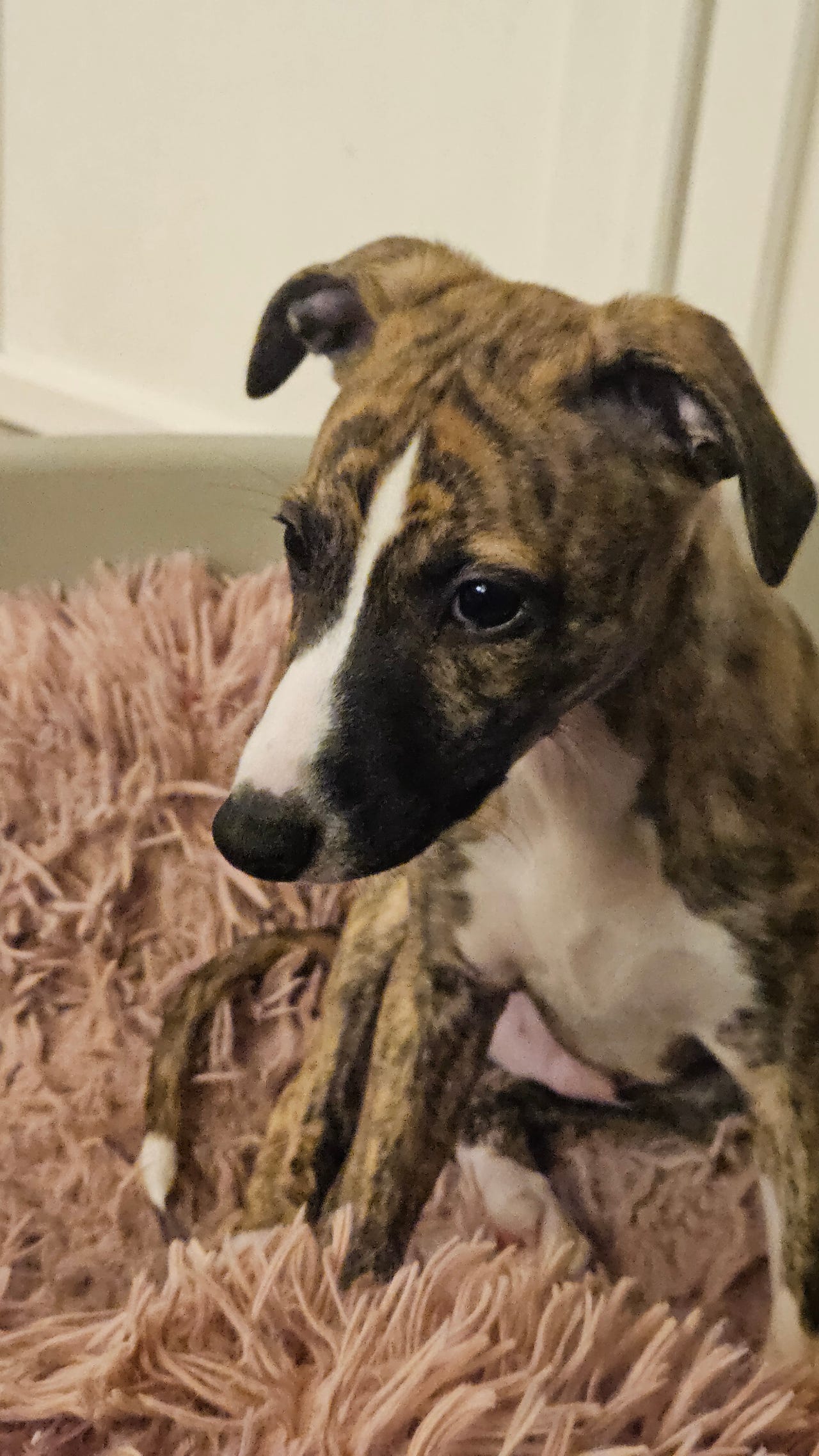 Whippet