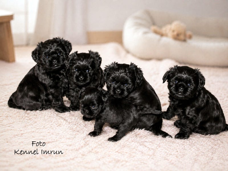 Affenpinscher