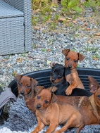 Miniatyrgalleribilde