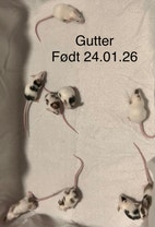 Miniatyrgalleribilde