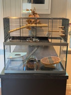 Miniatyrgalleribilde