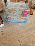 Miniatyrgalleribilde