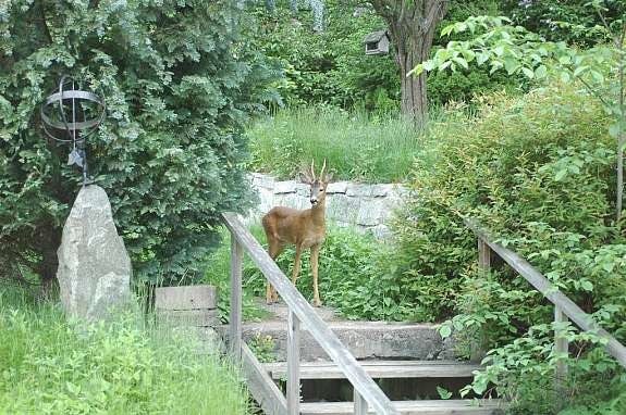 Byskogen rett utenfor kjøkkenvinduet byr på unike opplevelser under frokosten. Galleribilde