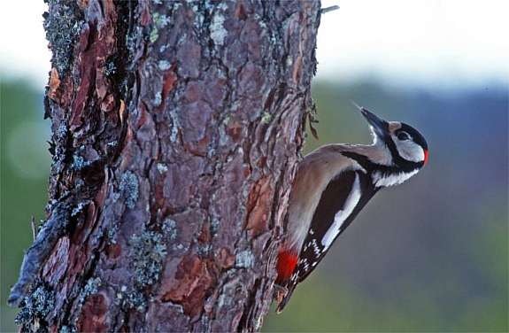 Denne vil du høre både fra din egen hage og på turer gjennom skogen. Kanskje få øye på den også? Galleribilde