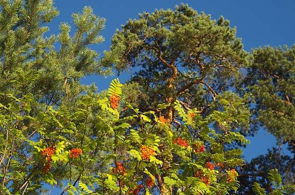 Velger du igjen Byskogen, venter mange fargerike opplevelser. Hør skogens ro Galleribilde