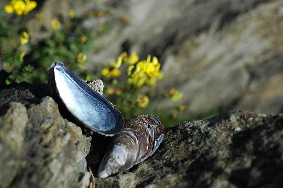 10 min fra din egen hage kan du plukke blåskjell som dampes i hvitvin samme ettermiddag Galleribilde
