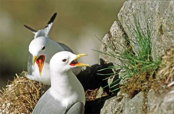 Og den andre veien, ned mot sjøen, møter du på andre dyr. Galleribilde