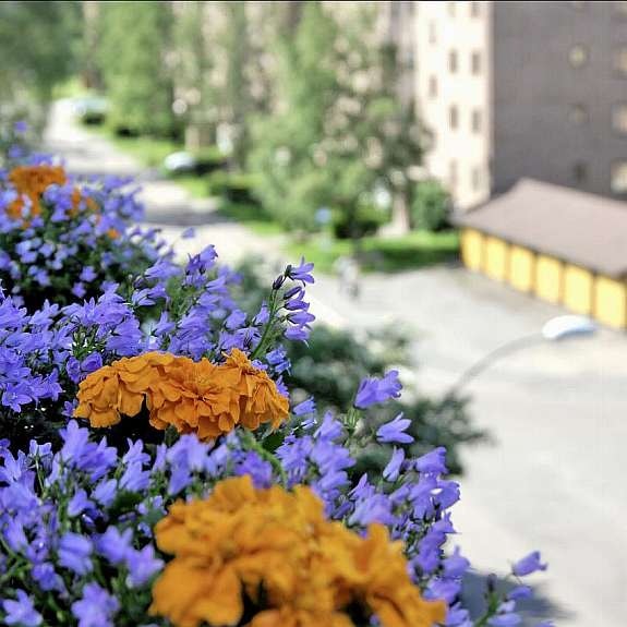 _1108211 Galleribilde