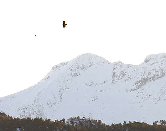 Havørna ser bytte Galleribilde