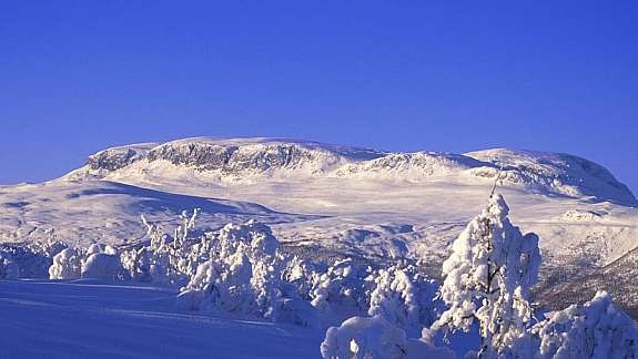 Skarvet Galleribilde