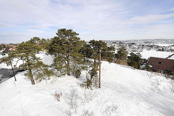 Del av tomten Galleribilde