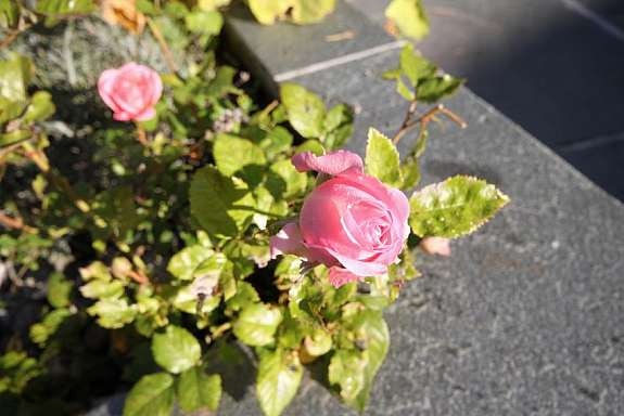 Sommerstemning Galleribilde