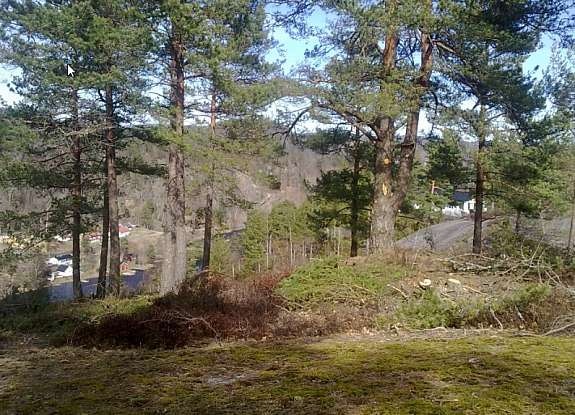 Fra nabo tomten på toppen , Furu skog som gjenstår ,kan selvfølglig tynnes ytterligere. Her er også slett tomt. Rett på granitten. Galleribilde